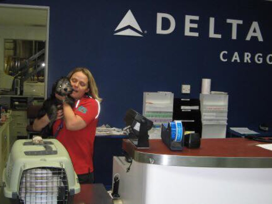 Croshka Siberians can ship your kitten to you on Delta Airlines