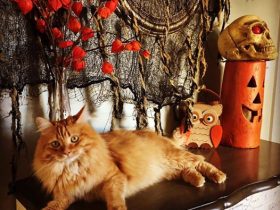 Falling for Siberian Cats
